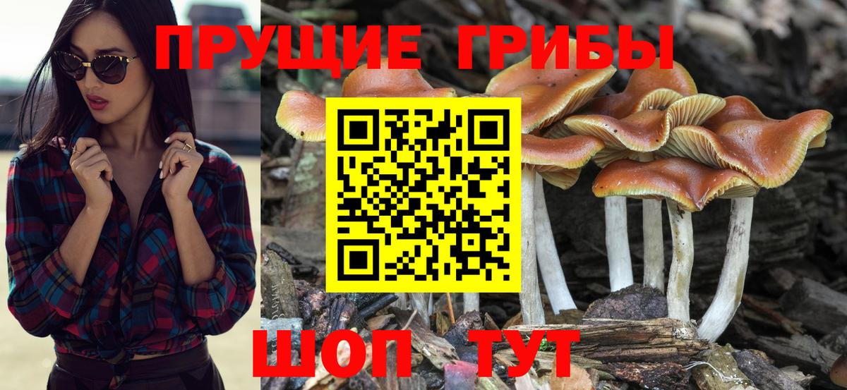 Реж  Галлюциногенные грибы Psilocybine cubensis  Вход с VPN 